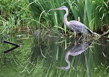 Seattle's Great Blue Heron
