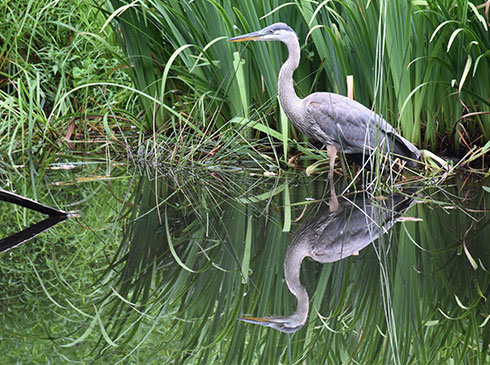 Seattle's Great Blue Heron