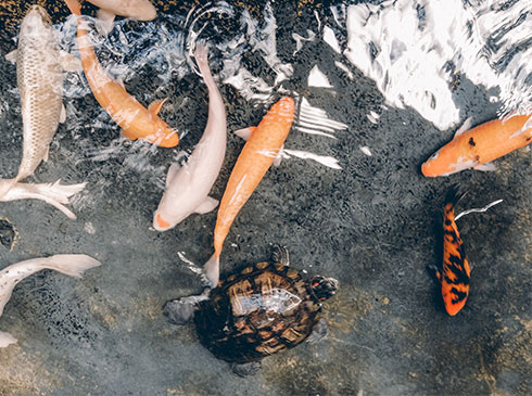 Seeing salmon at the Ballard Locks fish ladder